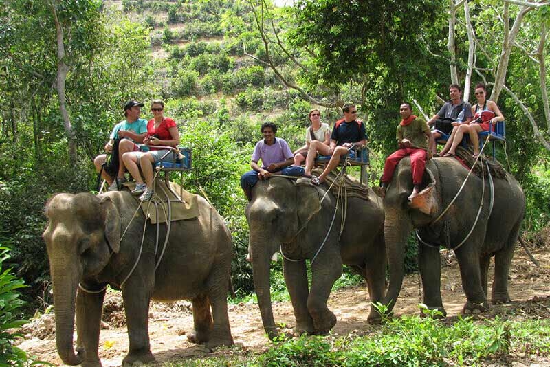 Elephant